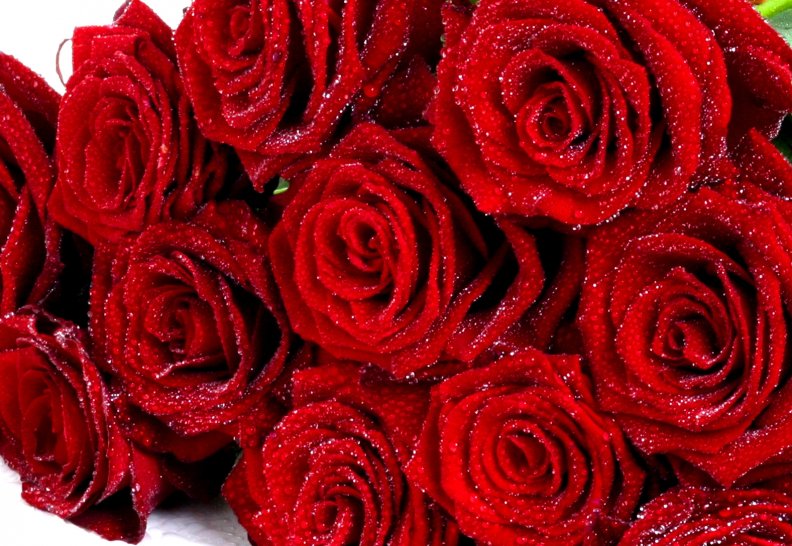 red_roses.jpg