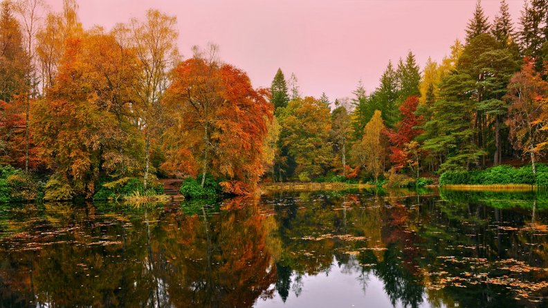 forest lake in autumn