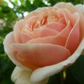 Amazing Rose