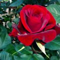 One beautiful Rose !