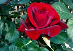 One beautiful Rose !
