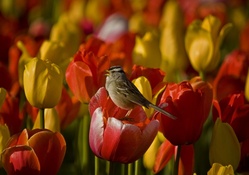 * Tulips and bird *