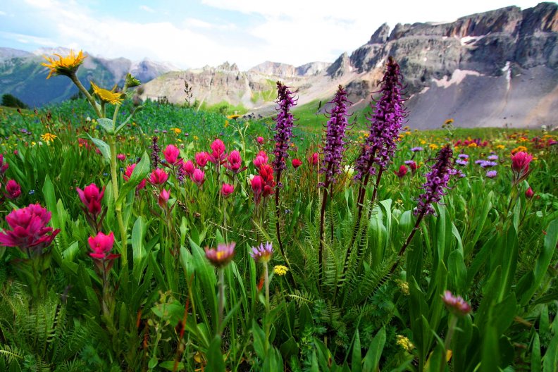 mountain_wildflowers.jpg