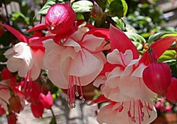 Gorgeous Fuchsia