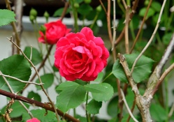 Red Macro Rose