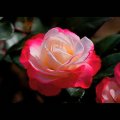 Splendid rose