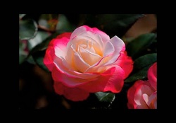 Splendid rose