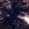 Moonlit Tree