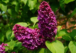 LILAC FLOWERS