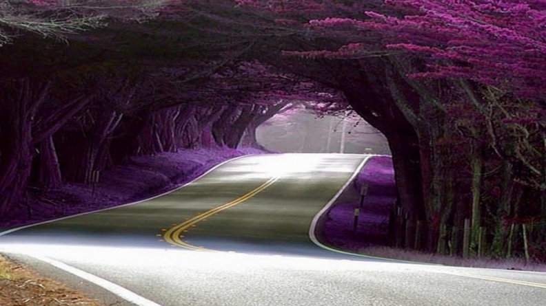 purple_path.jpg