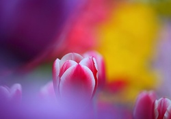 Dreamy  Tulips