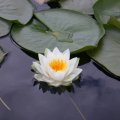 Lotus Beauty