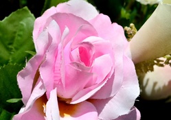 Pink Spring Rose