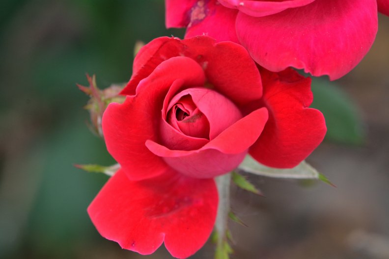 Amazing Macro Red Rose