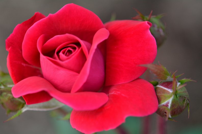 blossoming_red_rose.jpg