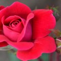 Blossoming Red Rose