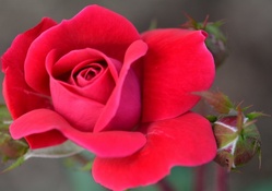 Blossoming Red Rose