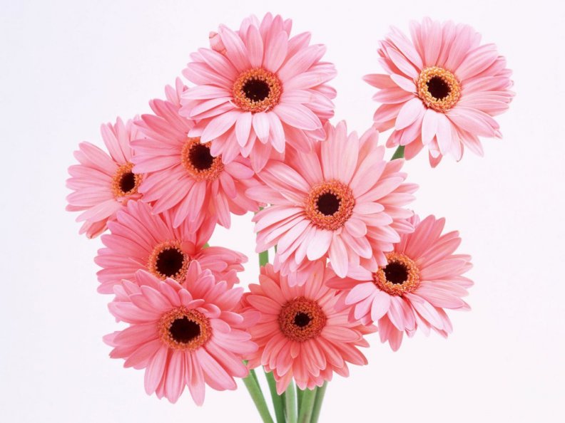 Awesome Pink Daisy