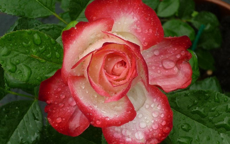 rose.jpg