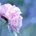 Pretty in Pink Carnation