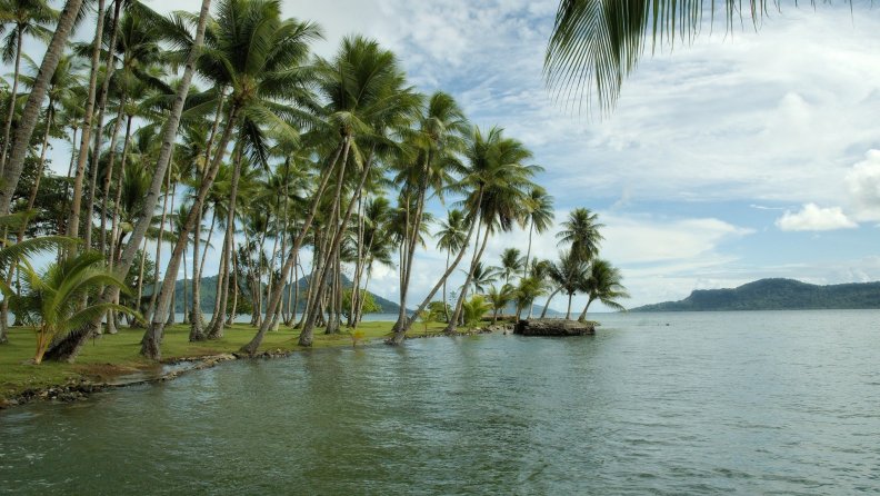 palm_forest_on_shore_in_a_tropical_lake.jpg