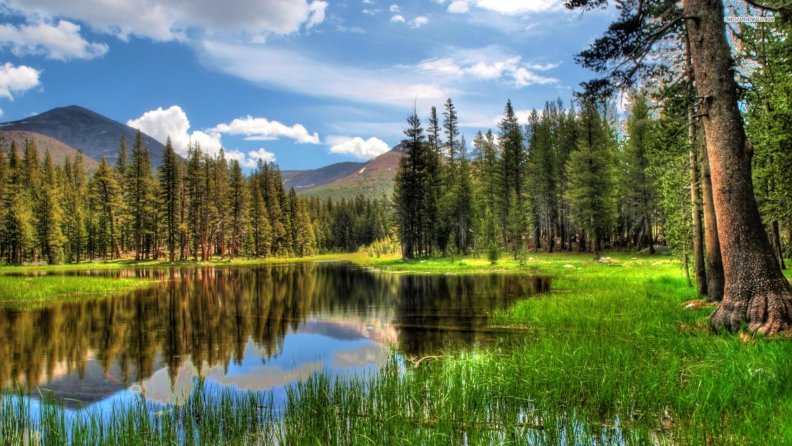 beautiful_forest_pond_hdr.jpg