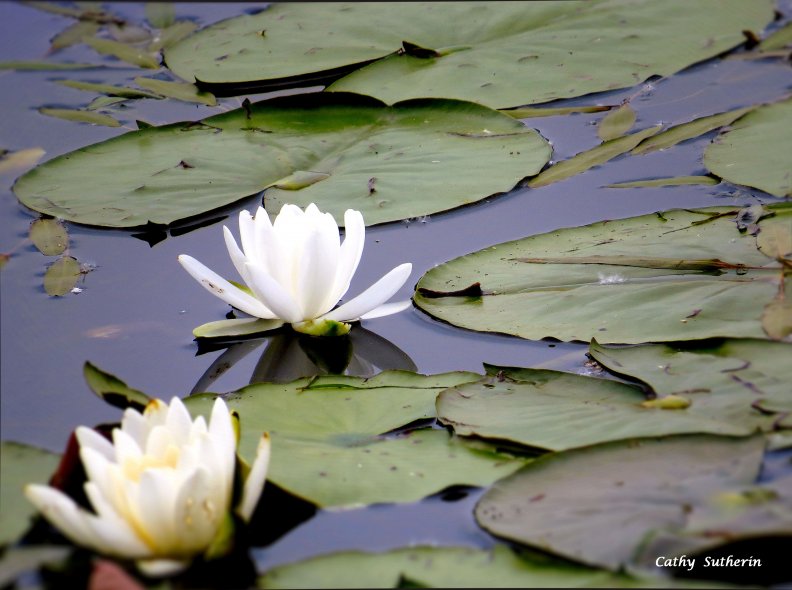 lily_pads_in_bloom_on_the_pond.jpg