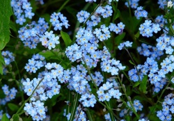 Do not forget me_blue flowers(for Gela)