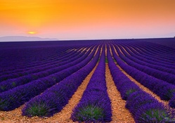 * Field of lavender *