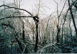 After the Ice Storm