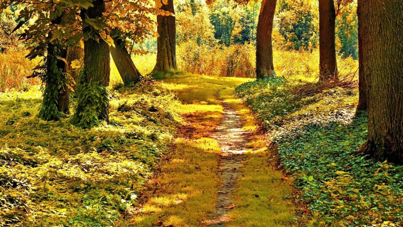 forest_path.jpg