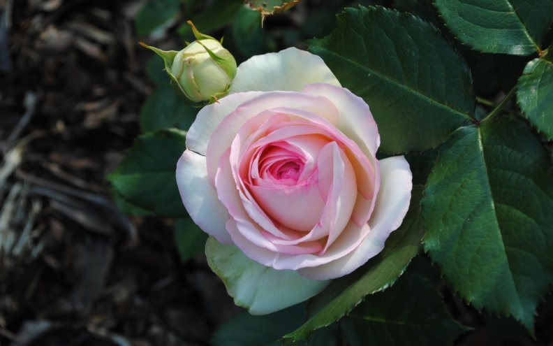pink_rose_bloom.jpg