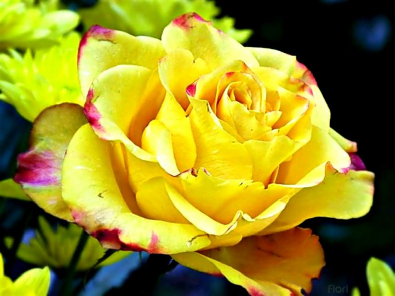 yellow_roseexpressing_friendship_amp_joy.jpg