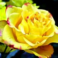 Yellow Rose~Expressing Friendship & Joy.