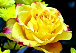Yellow Rose~Expressing Friendship &amp; Joy.