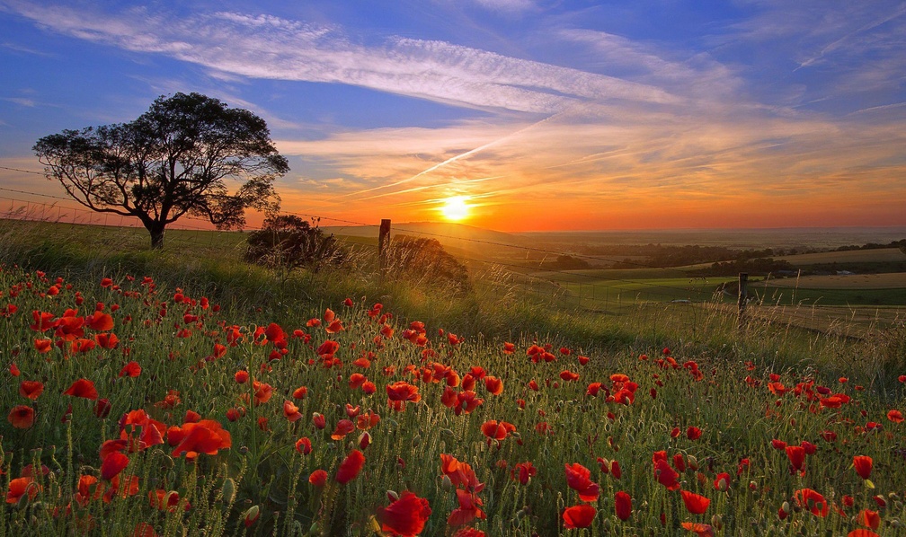 Poppy Field Sunrise