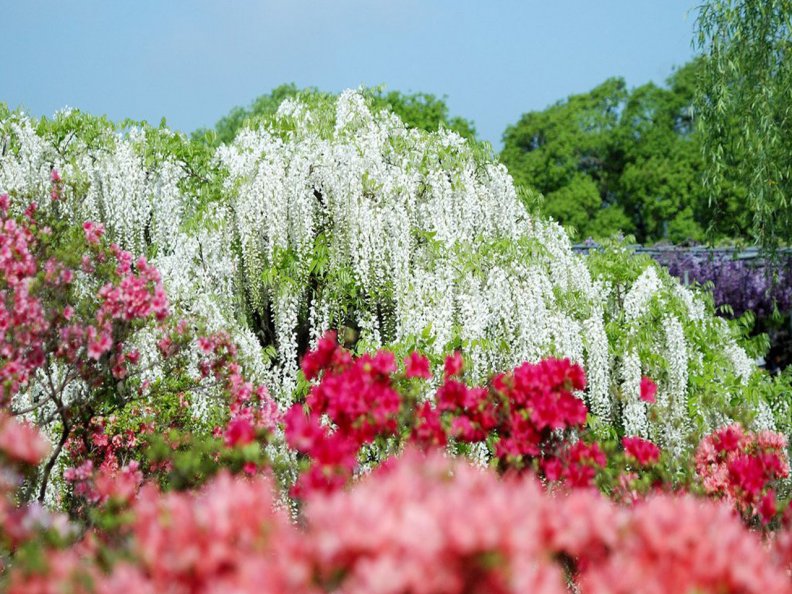 Amazing Flowers Park