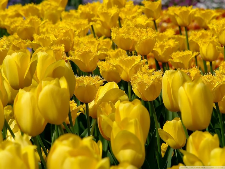 yellow_tulips_garden.jpg