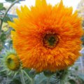 Fantastic Sunflower