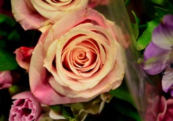 Gorgeous Roses