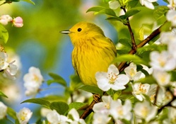 Bird in spring flowers