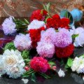 ..Sweet Carnations..