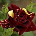 **Lovely Rose**