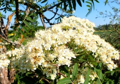 Rowan_trees flowers.