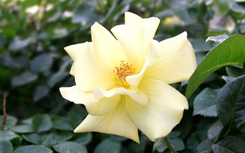 yellow_rose.jpg