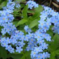 **Forget Me Not Flowers**