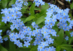 **Forget Me Not Flowers**