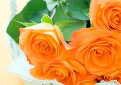 * Orange roses *