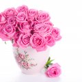 * Pink roses *