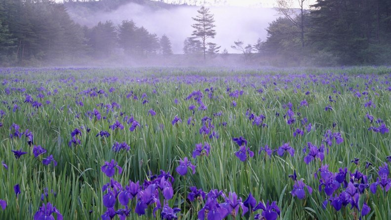 field_of_purple_flowers_on_a_foggy_mornung.jpg